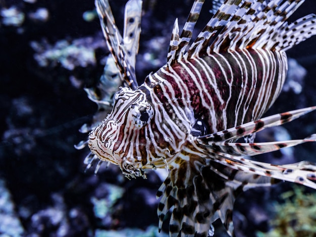 Photo close-up of lionfish swimming in sea