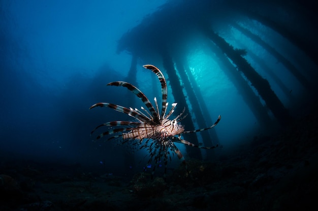 Photo close-up of lionfish swimming in sea