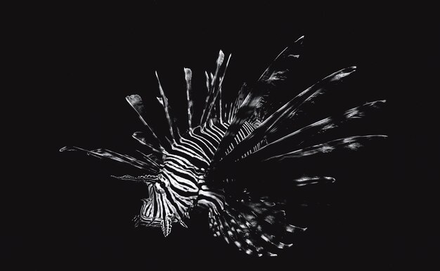 Close-up of lionfish swimming in sea