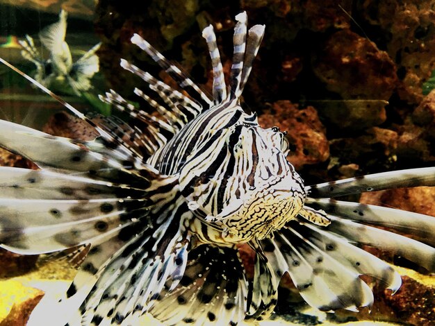 Foto prossimo piano del pesce leone sott'acqua