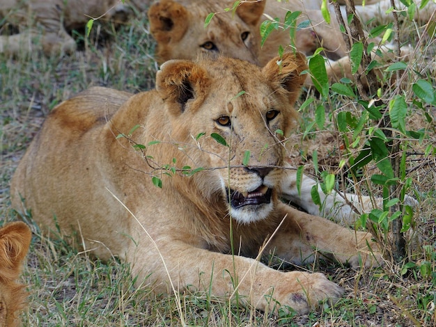 Close-up of lions looking away
