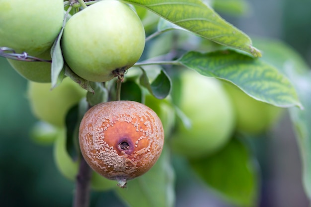 Close-up of lit by bright sun brunch with nice big ripe green and bad rotten apples in orchard on soft foggy colorful background. Farming, agriculture, ecology and remedy for trees diseases concept.