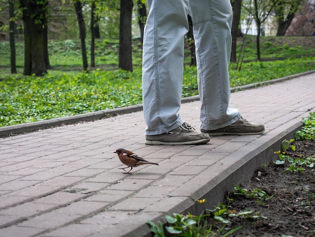 Photo a close-up of a little bird and a man.