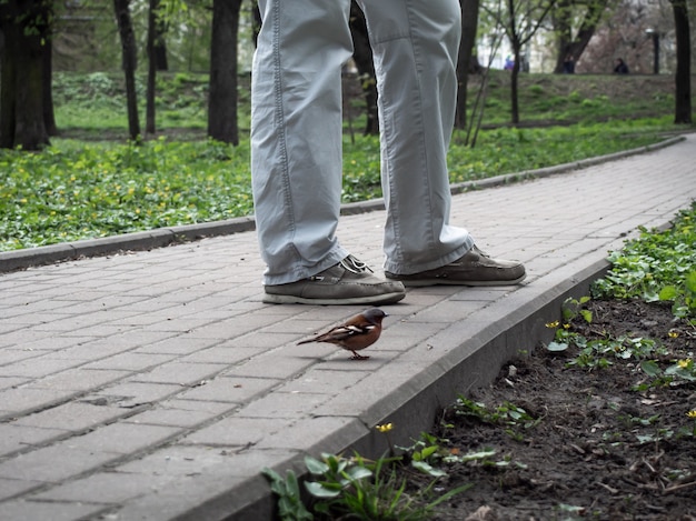 Photo a close-up of a little bird and a man.