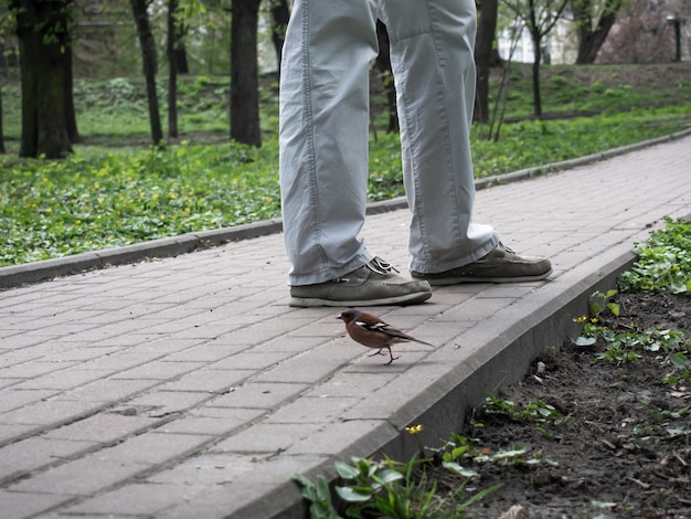 Photo a close-up of a little bird and a man.