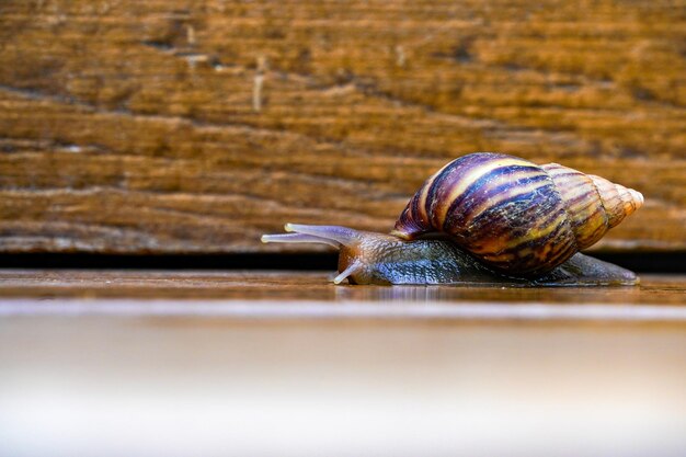 Close up little brown snail is slowly moving on the wooden plate