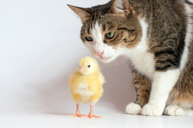 Close up on little chicken broiler with cat