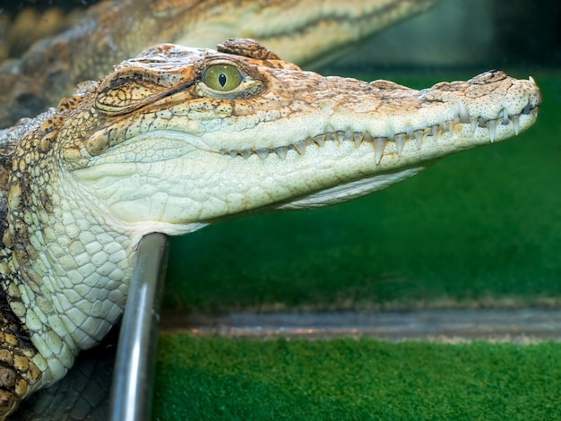 Close-up of little crocodile`s head