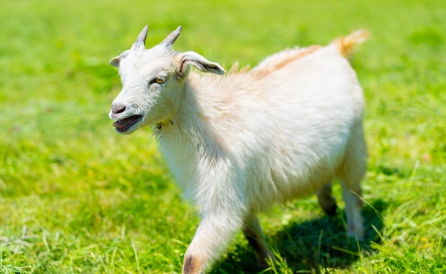 Close up of little goat grazing in green meadow