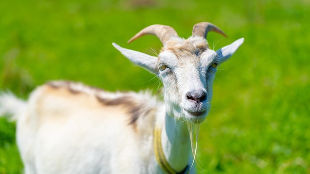 Close up of little goat grazing in green meadow