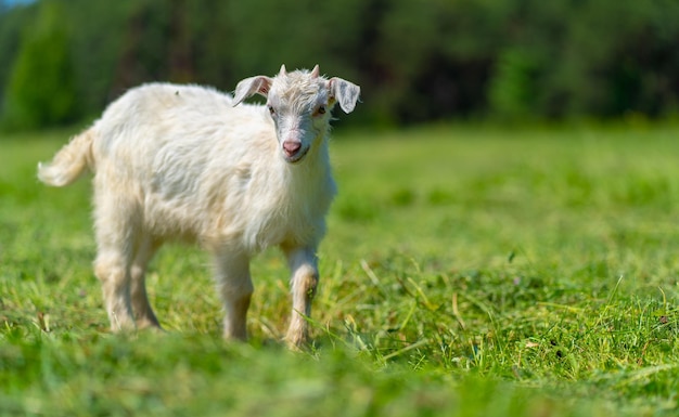 緑の牧草地で放牧している小さなヤギのクローズアップ