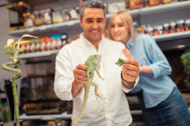 Close up of little green iguana eating lettuce in hands of man