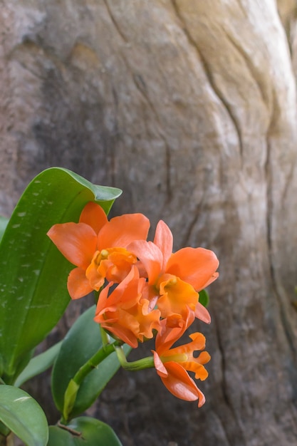 Photo close up little orange orchid flower with green leafs.