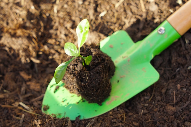 close-up to a little plant on green gardening shovel