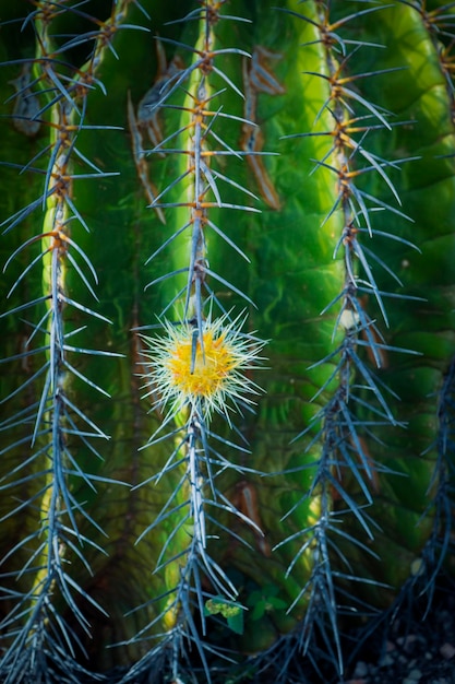 Photo close up little pup of echion barrel cactus