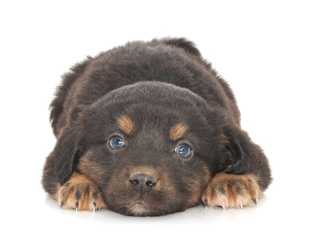 Close up little pup in studio