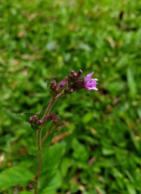 Foto primo piano di un piccolo fiore viola con sfondo sfocato. ripresa macro.