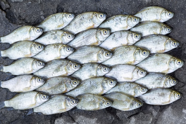 Close up of live carp stacked in rows on the ground