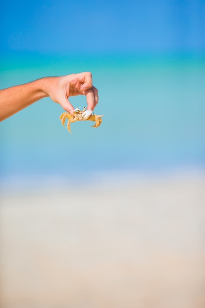 Close up live crab at white beach