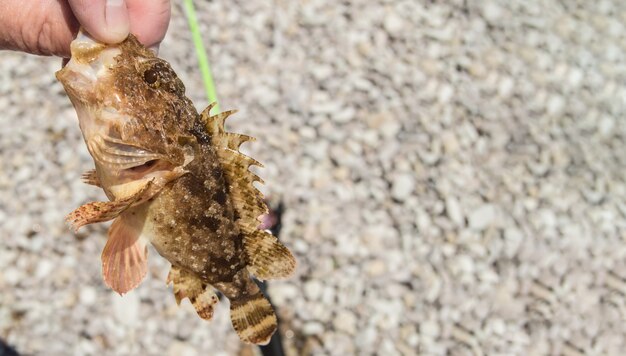 Primo piano di un piccolo pesce di mare dal vivo catturato in filatura sul mar nero.