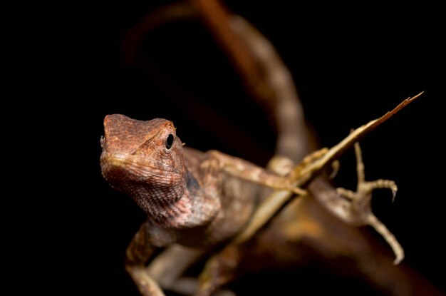 Close-up of lizard against black background