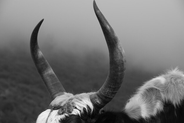 Foto close-up di lucertola contro il cielo