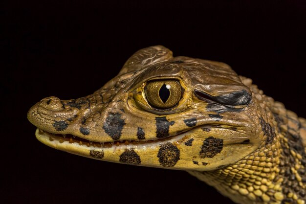 Close-up of lizard on black background