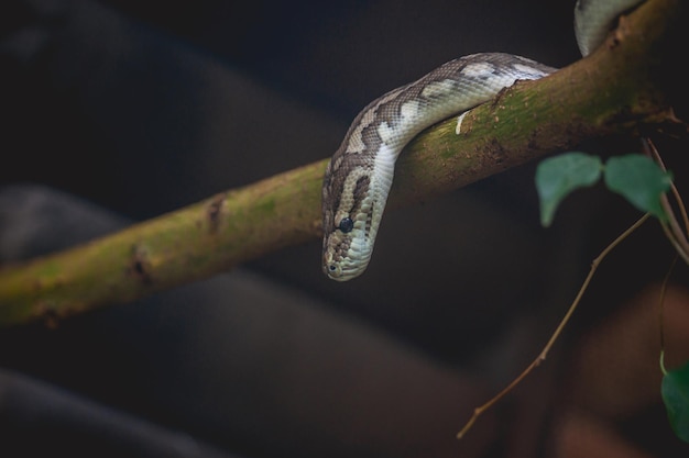 Photo close-up of lizard on branch