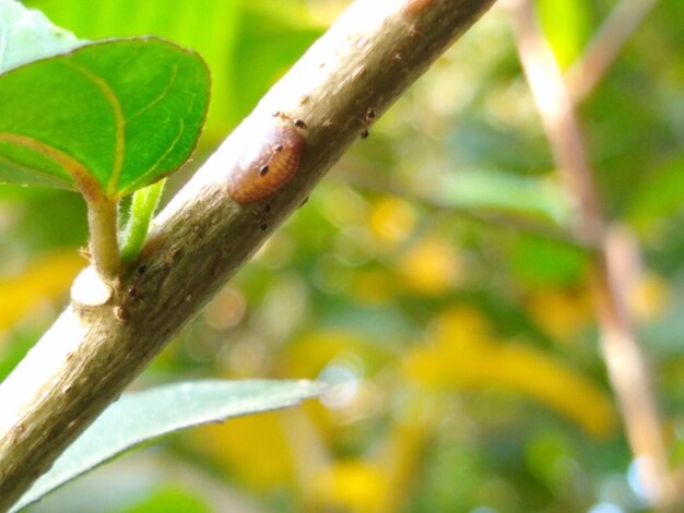 Close-up of lizard on branch