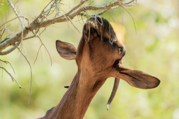 Foto prossimo piano di una lucertola sul ramo