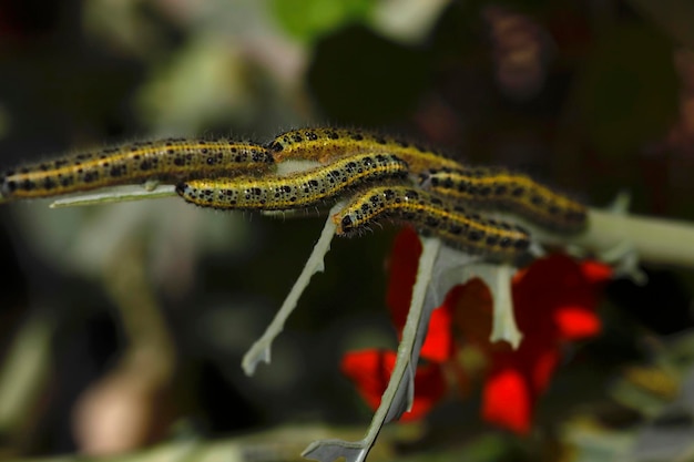 Foto prossimo piano di una lucertola sul ramo