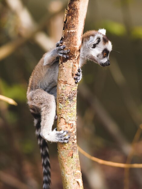 Photo close-up of lizard on branch