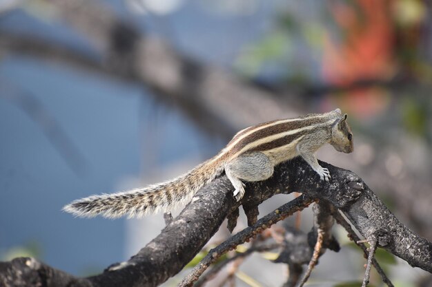 Close-up of lizard on branch