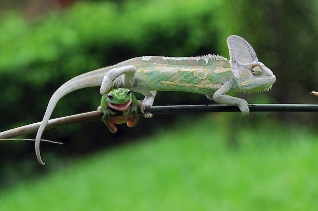 Close-up of lizard on branch