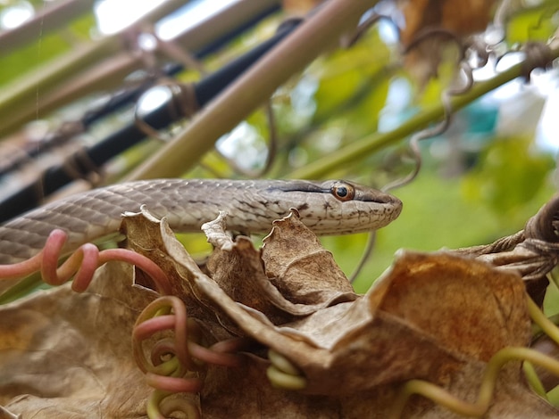 Close-up of a lizard on branch