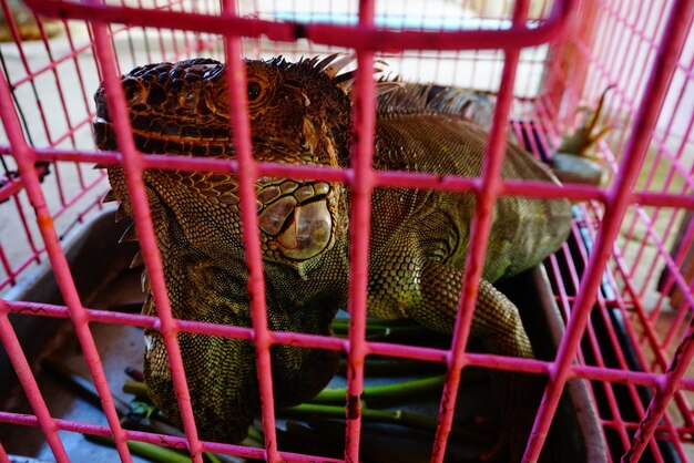 Close-up of lizard in cage