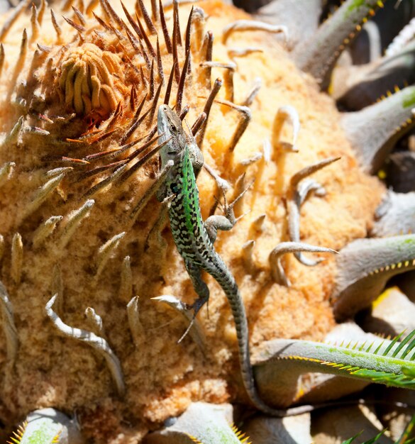 Close up of a lizard on a Cycas