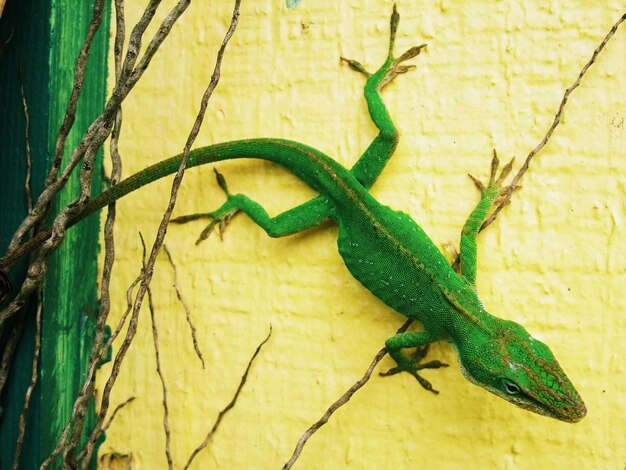 Close-up of lizard in the dark