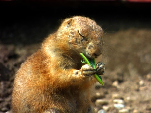 Close-up of lizard eating food