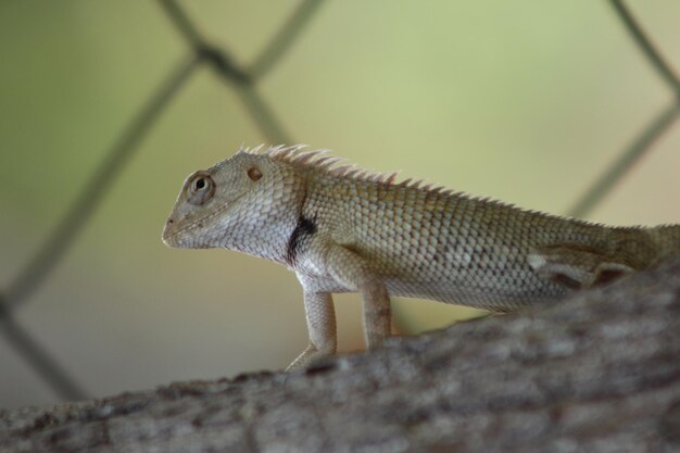 Photo close-up of a lizard on fence