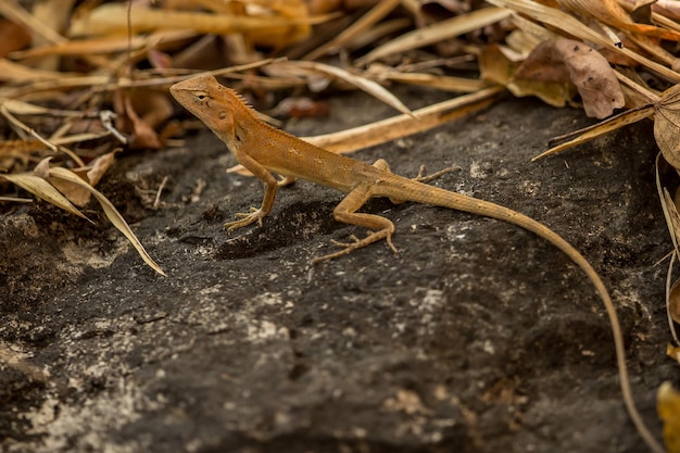 Close-up of lizard on field