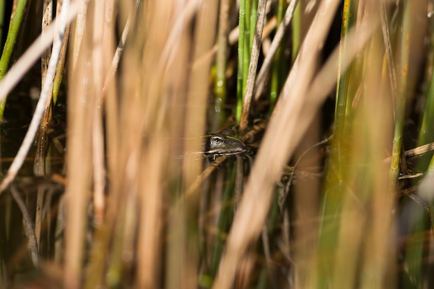 Foto close-up di una lucertola su un campo