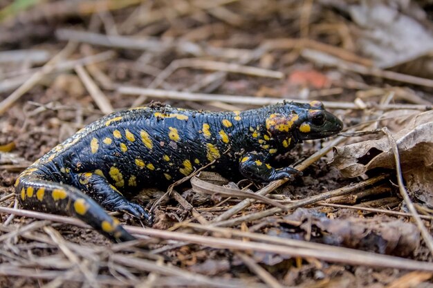 Photo close-up of lizard on field