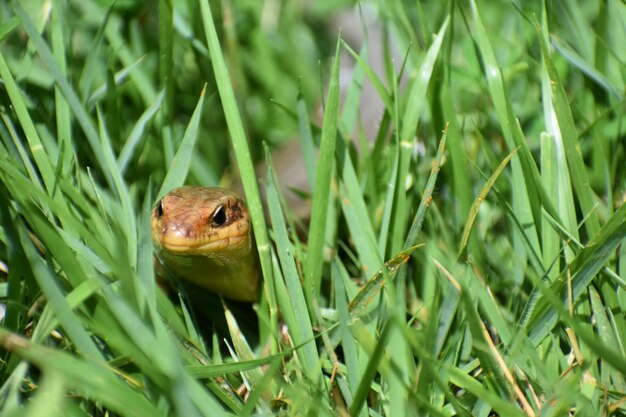 Photo close-up of a lizard on a field