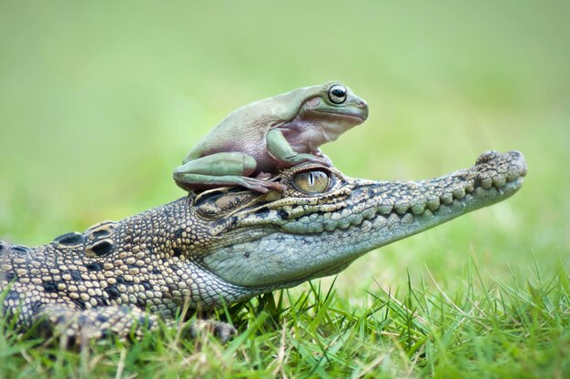 Close-up of a lizard on field