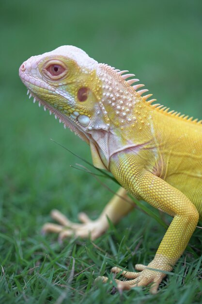 Photo close-up of lizard on a field