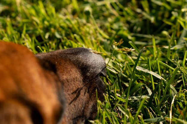 Close-up of lizard on field