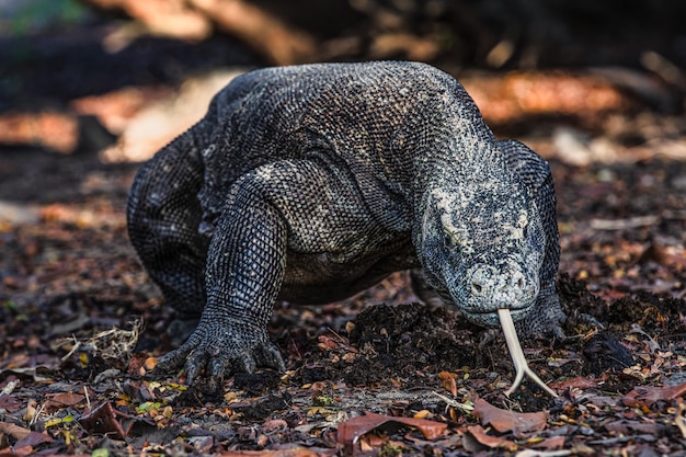 Photo close-up of lizard on field