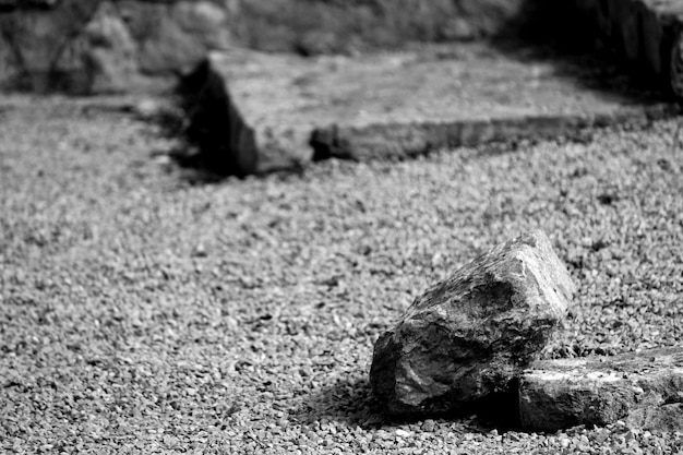 Photo close-up of lizard on field