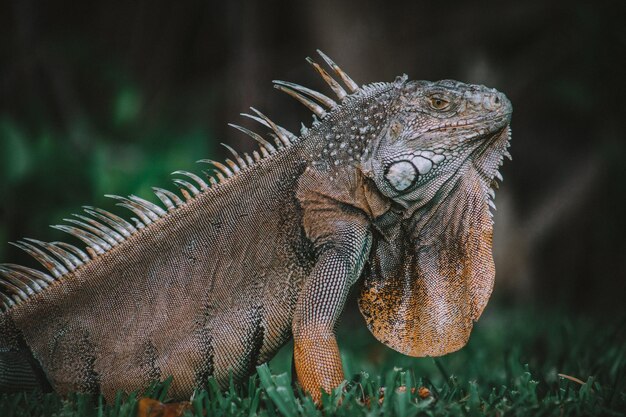 Photo close-up of a lizard on a field